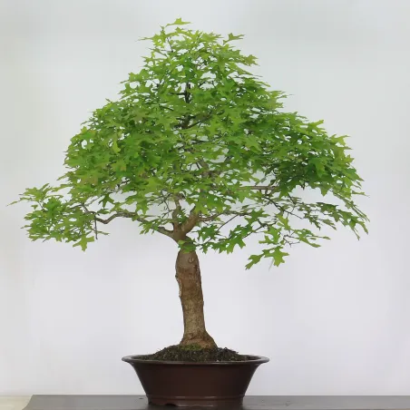 image supplémentaire - BONSAI CHÊNE ROUGE...