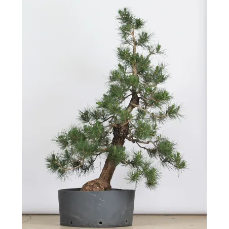 image supplémentaire - PINUS THUNBERGI GARDEN 1-4