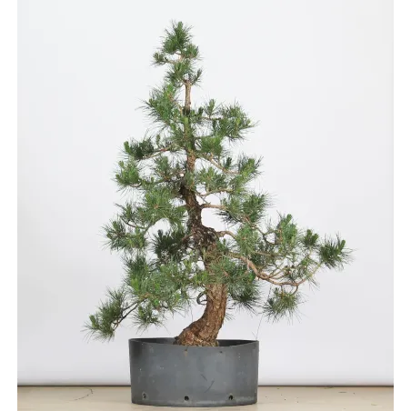 PINUS THUNBERGI GARDEN 1-4