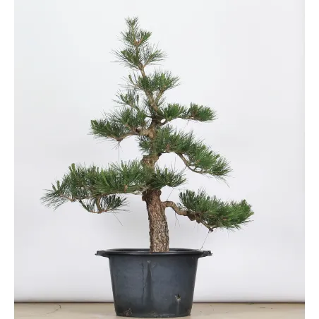 PINUS THUNBERGI GARDEN 1-17