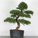 ORME DE CHINE "Ulmus parvifolia" 3-3