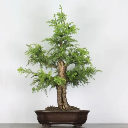 CRYPTOMERIA DU JAPON 1-8