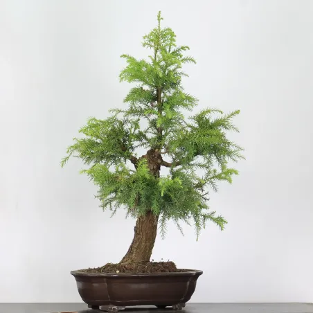 image supplémentaire - CRYPTOMERIA DU JAPON 1-8