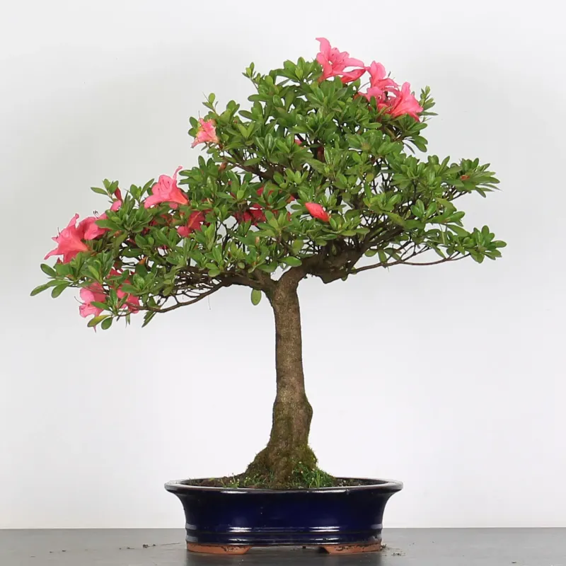 image supplémentaire - BONSAI AZALEA 3-10