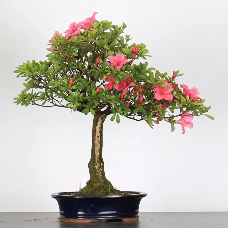 BONSAI AZALEA 3-10