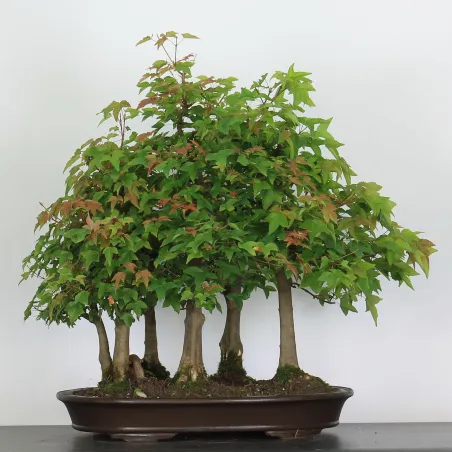 image supplémentaire - Érable "ACER BUERGÉRIANUM"...
