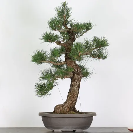 image supplémentaire - PIN NOIR "PINUS THUNBERGII"...