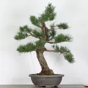 PIN NOIR "PINUS THUNBERGII" 1-7