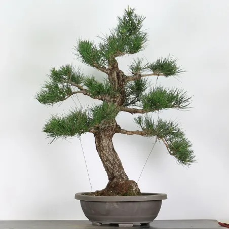 PIN NOIR "PINUS THUNBERGII" 1-7