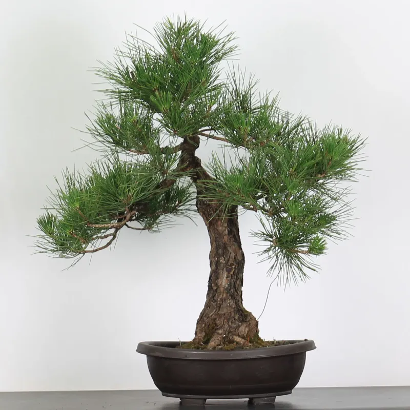 PIN NOIR "PINUS THUNBERGII" 1-8