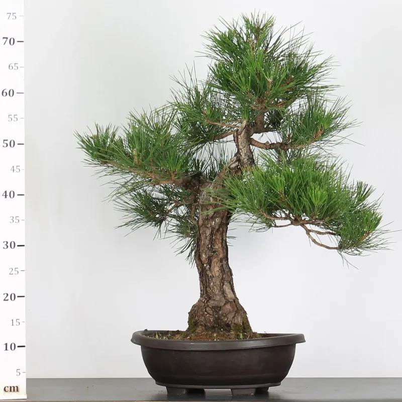 image supplémentaire - PIN NOIR "PINUS THUNBERGII"...