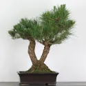 PIN NOIR "PINUS THUNBERGII" 1-14