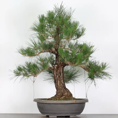 PIN NOIR "PINUS THUNBERGII" 1-20