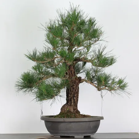 image supplémentaire - PIN NOIR "PINUS THUNBERGII"...