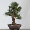PIN NOIR "PINUS THUNBERGII" 2-8