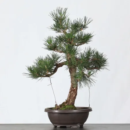 PIN NOIR "PINUS THUNBERGII" 2-12