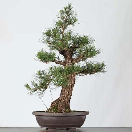 PIN NOIR "PINUS THUNBERGII" 2-17