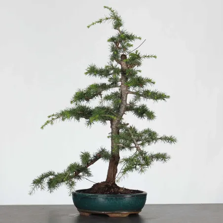 image supplémentaire - BONSAI "CEDRUS ATLANTICA" 1-6