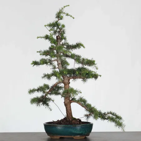 BONSAI "CEDRUS ATLANTICA" 1-6