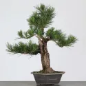 PIN NOIR "PINUS THUNBERGII" 3-4