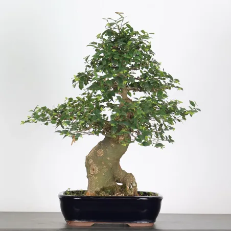 image supplémentaire - BONSAI CELTIS MICOCOULIER 1-4