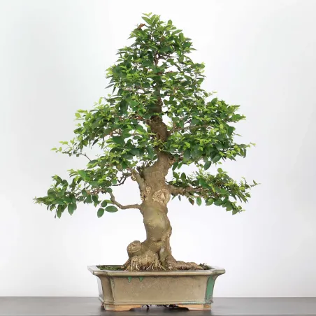 image supplémentaire - BONSAI CELTIS MICOCOULIER 1-12