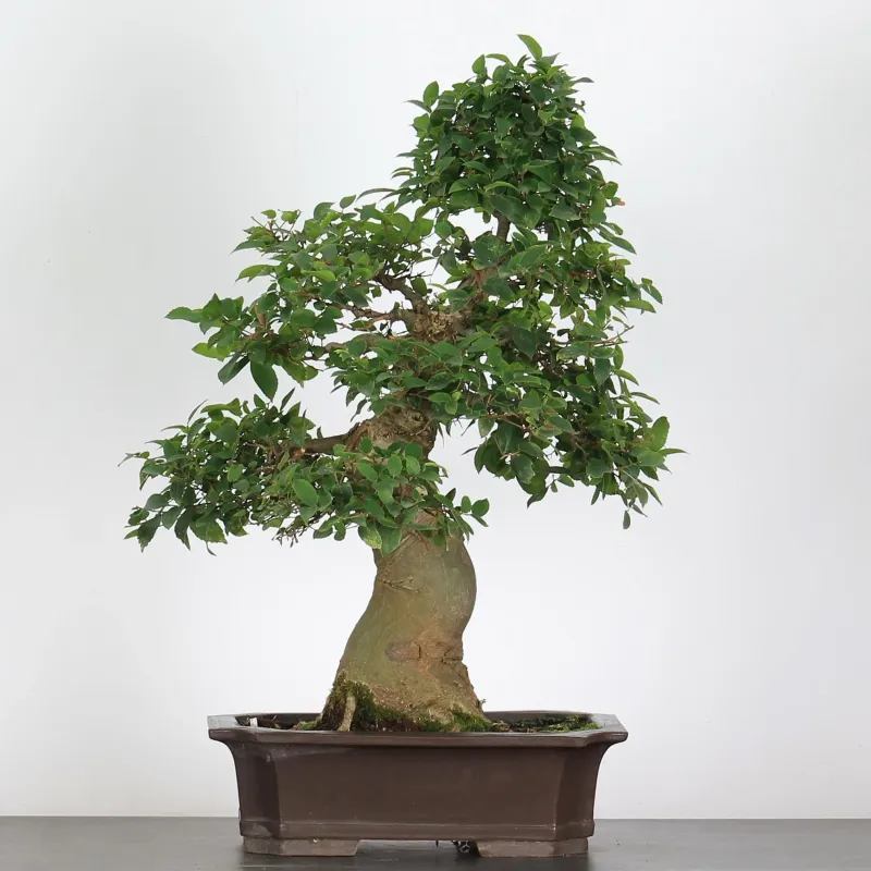 image supplémentaire - BONSAI CELTIS MICOCOULIER 1-16