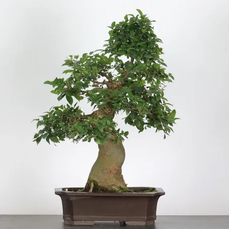 image supplémentaire - BONSAI CELTIS MICOCOULIER 1-16