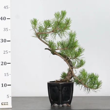 image supplémentaire - BONSAI PINUS MUGO 1-17
