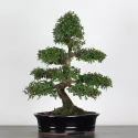 ORME DE CHINE "Ulmus parvifolia" 2-3 