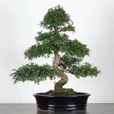ORME DE CHINE "Ulmus parvifolia" 2-8