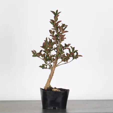 image supplémentaire - LAGERSTROEMIA 1-5