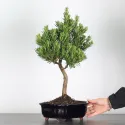 PIN DE BOUDDHA "PODOCARPUS" 1-7