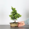 GENÉVRIER JUNIPERUS "OLD GOLD" 1-3