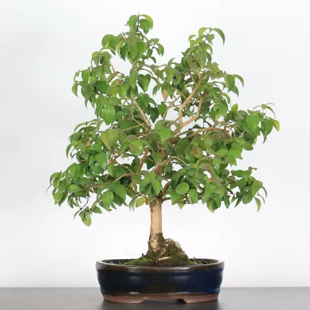 image supplémentaire - BONSAI EUGÉNIA 1-1