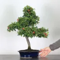 PYRACANTHA 1-9