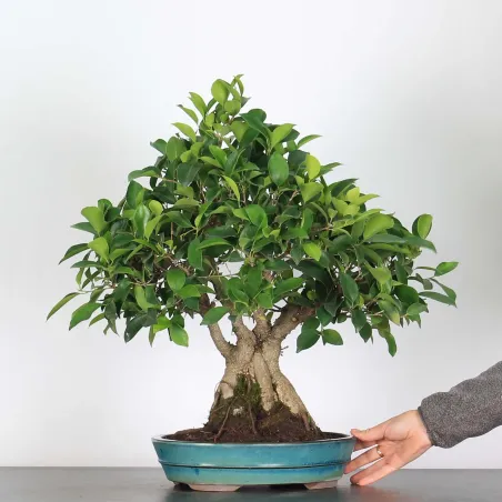 Bonsai Ficus Retusa FIR-1-2 15 ans