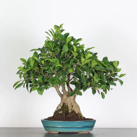 image supplémentaire - FICUS RÉTUSA 1-2