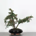 COTONÉASTER 1-1