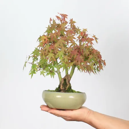 image supplémentaire - ÉRABLE DU JAPON "ACER...