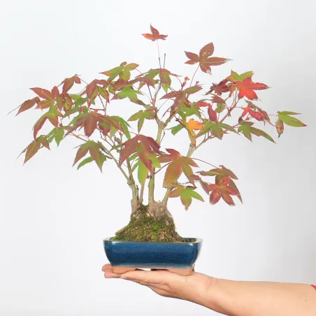 image supplémentaire - ÉRABLE DU JAPON "ACER...