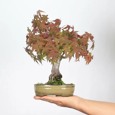 image supplémentaire - ACER PALMATUM SHOHIN 2-27