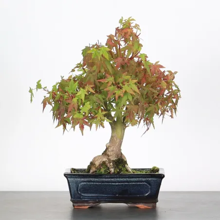 image supplémentaire - ÉRABLE DU JAPON "ACER...