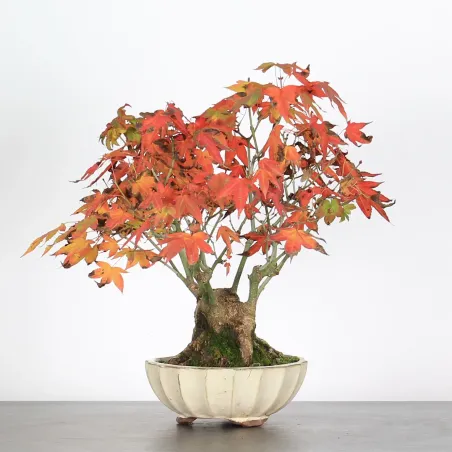 image supplémentaire - ACER PALMATUM SHOHIN 3-14
