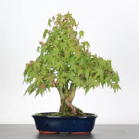 image supplémentaire - ACER PALMATUM SHOHIN 3-17