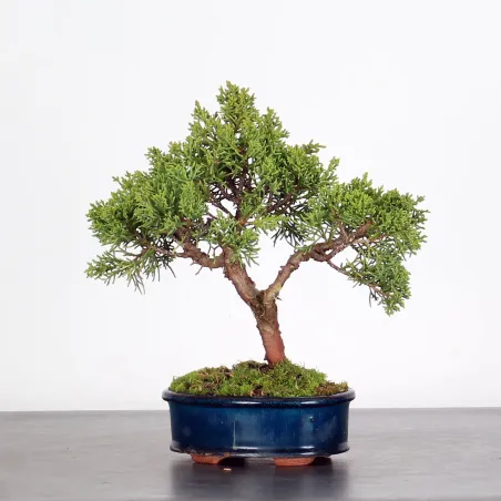 GENÉVRIER SHOHIN "JUNIPERUS CHINENSIS KISHU" 2-5