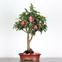 CAMELIA D\'AUTOMNE "SASANQUA"1-3