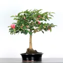 CAMELIA D\'AUTOMNE "SASANQUA"1-7