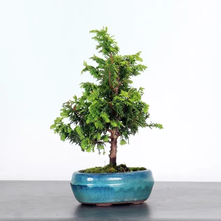Bonsai Genévrier de Chine