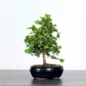 GENÉVRIER JUNIPERUS "OLD GOLD" 1-10